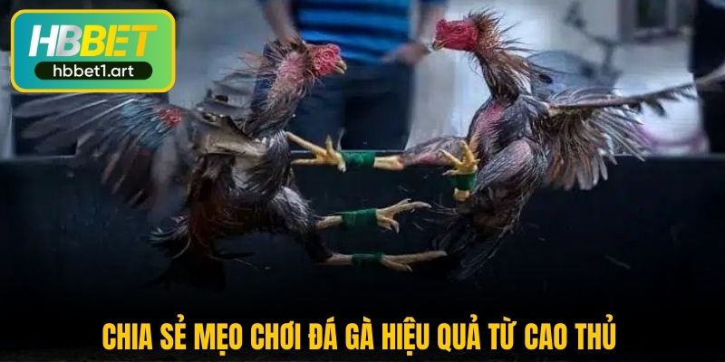 Đá Gà Cựa Sắt HBBet - Bùng Nổ Cảm Giác Hồi Hộp Mỗi Trận Đấu 3 chia se meo choi da ga hieu qua tu cao thu