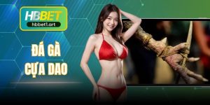Đá Gà Cựa Dao HBBet - Hồi Hộp Với Hệ Kèo Chất Lượng
