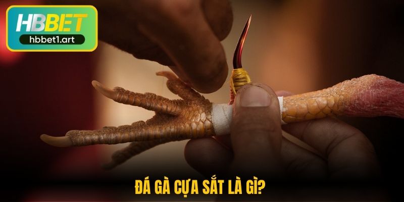 Đá Gà Cựa Sắt HBBet - Bùng Nổ Cảm Giác Hồi Hộp Mỗi Trận Đấu 1 da ga cua sat la gi