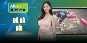Đá Gà Nòi - Hình Thức Giải Trí Cuốn Hút Hấp Dẫn Tại HBBet