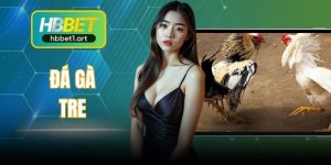 Đá Gà Tre - Tham Gia Trải Nghiệm Cá Cược Hấp Dẫn Tại HBBet