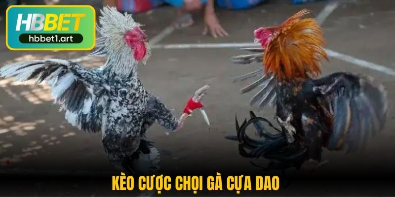 keo cuoc choi ga cua dao