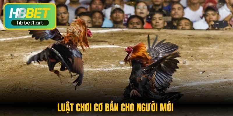 Đá Gà Tre - Tham Gia Trải Nghiệm Cá Cược Hấp Dẫn Tại HBBet 2 luat choi co ban cho nguoi moi