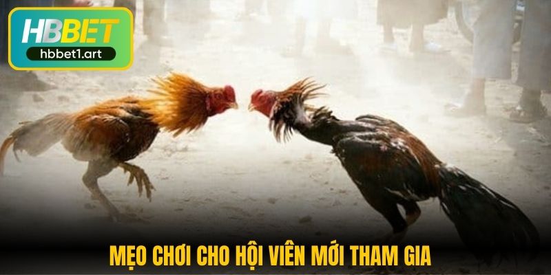 Đá Gà Tre - Tham Gia Trải Nghiệm Cá Cược Hấp Dẫn Tại HBBet 3 meo choi cho hoi vien moi tham gia