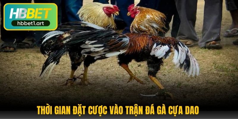 thoi gian dat cuoc vao tran da ga cua dao