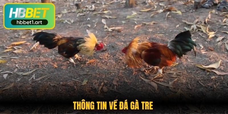 Đá Gà Tre - Tham Gia Trải Nghiệm Cá Cược Hấp Dẫn Tại HBBet 1 đá gà tre