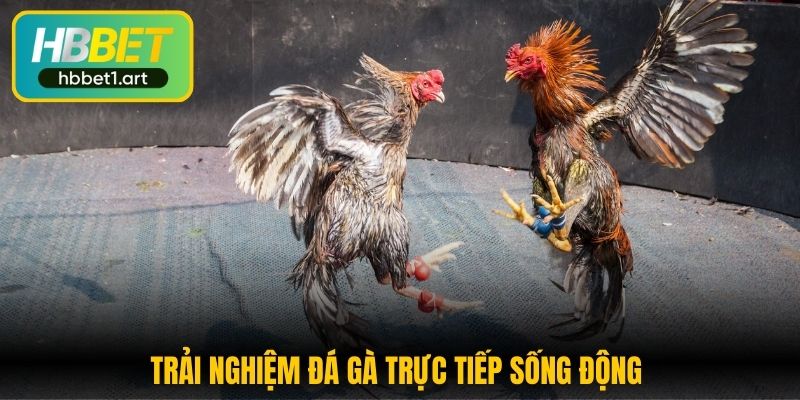 Đá Gà Cựa Sắt HBBet - Bùng Nổ Cảm Giác Hồi Hộp Mỗi Trận Đấu 2 trai nghiem da ga truc tiep song dong